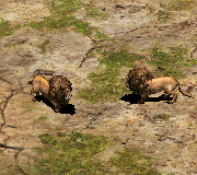 AOE2Lion