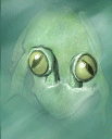 U Lurker