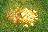 Gold. Map. AoW I
