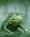 U frog