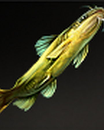 Hong Kong Catfish Age Of Wushu Wiki Fandom