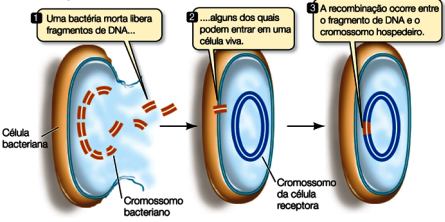 Transformação