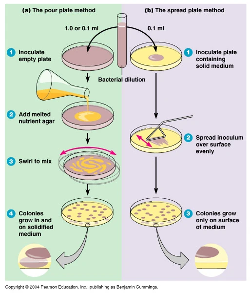 Imagem Pour plate spread.jpg Wiki AIA 1317 FANDOM powered by Wikia