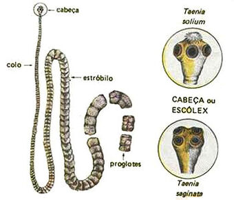 Teníase e Cisticercose | Wiki AIA 13-17 | Fandom