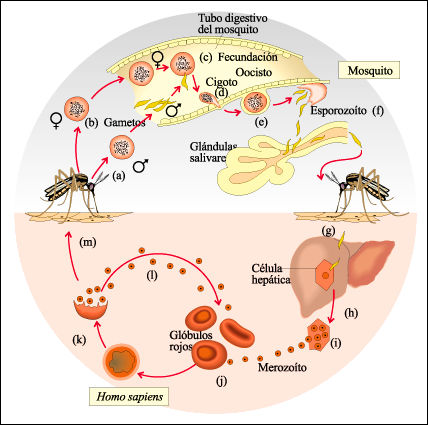 Malaria-Resumo-da-Doenca-1