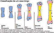 Calcificação