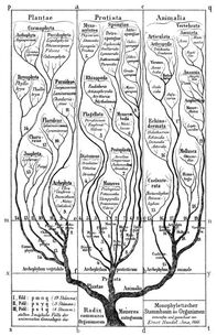 Haeckel