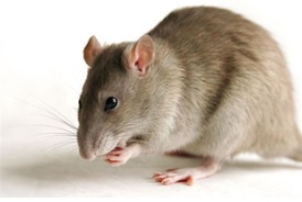 Ratos