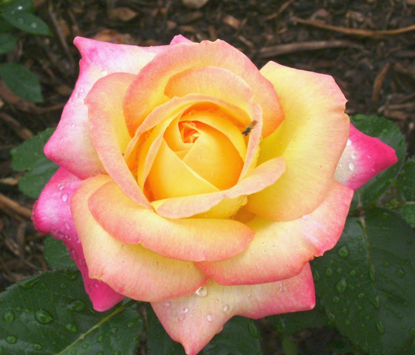 Image Rosa Peace Jpg Aikatsu Stars Wikia Fandom Ed By Rosa Peace Jpg