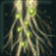 Root