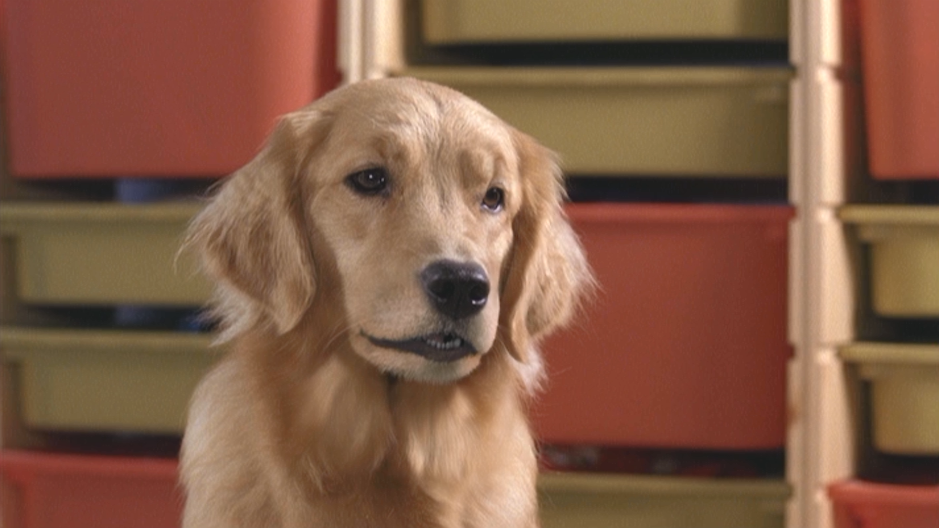 Molly | Air Bud Wiki | Fandom