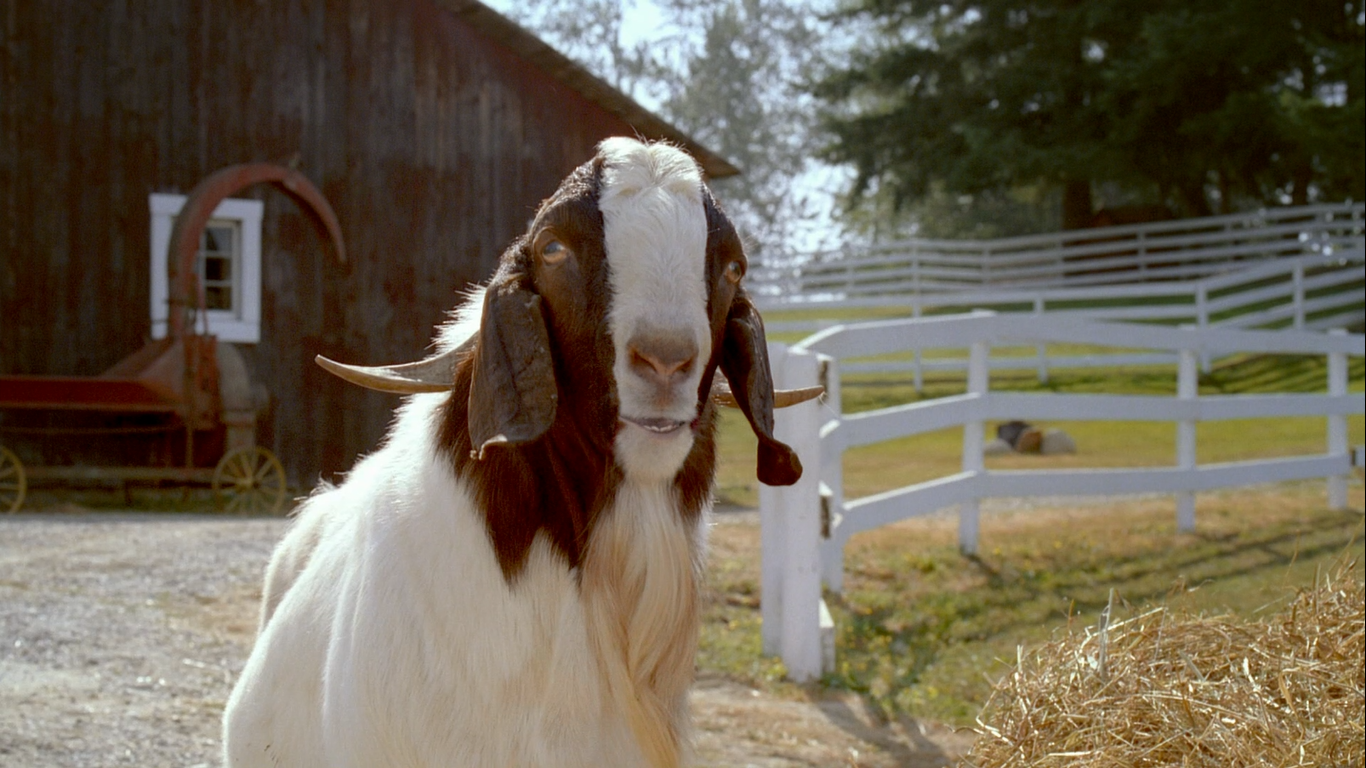 Billy (goat) | Air Bud Wiki | Fandom