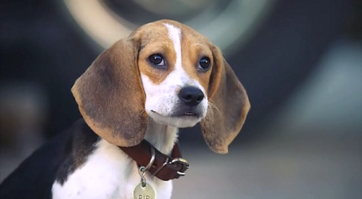 Pip AirBuddies Wiki FANDOM powered by Wikia