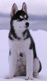 Shasta