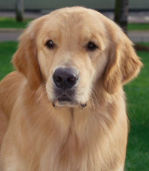 buddy air bud buddies wiki snow voice behind actors wikia everett scott tom behindthevoiceactors