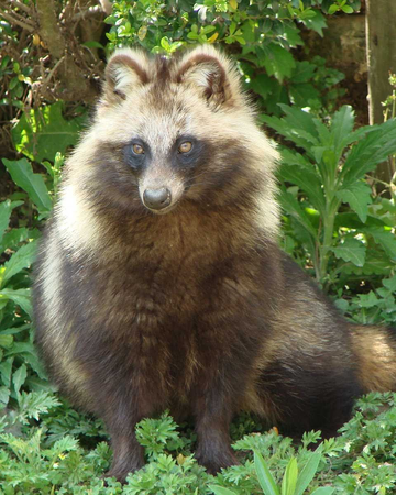 Tanuki Animal Jam Fanon Wiki Fandom