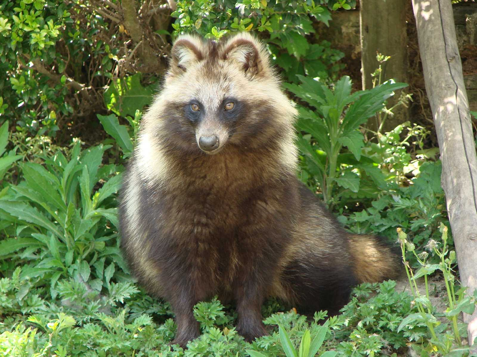 tanuki