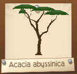 FullGrownAcacia