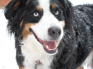 Bernese Mountain Dog | AKCMisfits Wiki | FANDOM powered by ...