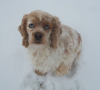 albino cocker spaniel