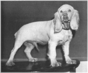 albino cocker spaniel