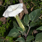 Datura wrightii 400