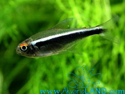 Kategorija Tetra Akvaristika Wikia Fandom