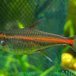 Gracilis Tetra Akvaristika Wikia Fandom