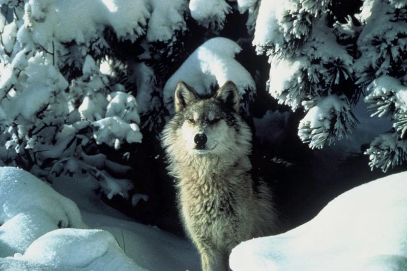 Wolves Alaska FANDOM powered by Wikia