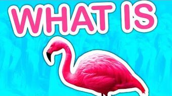 Albertsstuff Wiki Fandom - wallpaper roblox kirsten flamingo