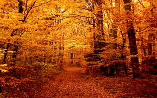 Autumn-forest-path-69100