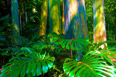 Arcoiris