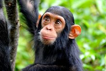 High-angle-view-of-chimpanzee-in-forest-769784687-5b1e76d63de4230037ce6f9d