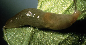 Slug