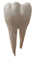Dente