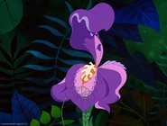 the flowers alice in