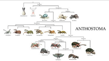 Anthostoma cladogram
