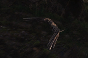 Falcon01