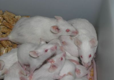 Mice