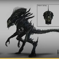 Xenomorph Ace Alien Fanon Wiki Fandom