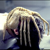 Facehugger Alien Wiki Fandom