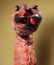 Florn Lamproid front view