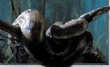 Snake