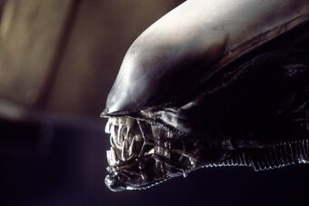 Xenomorph Head Side View