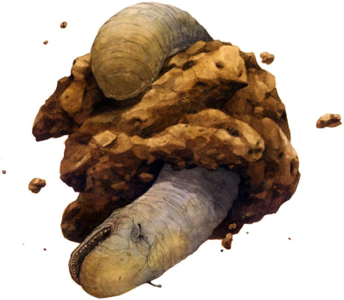 Exogorth | Alien Species | FANDOM powered by Wikia