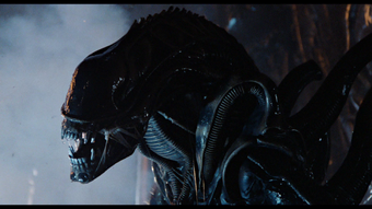 Alien Vs Xenomorph