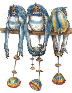 Woolamanders