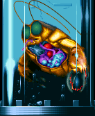 Lobsterman Autopsy