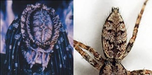 Pattern comparison