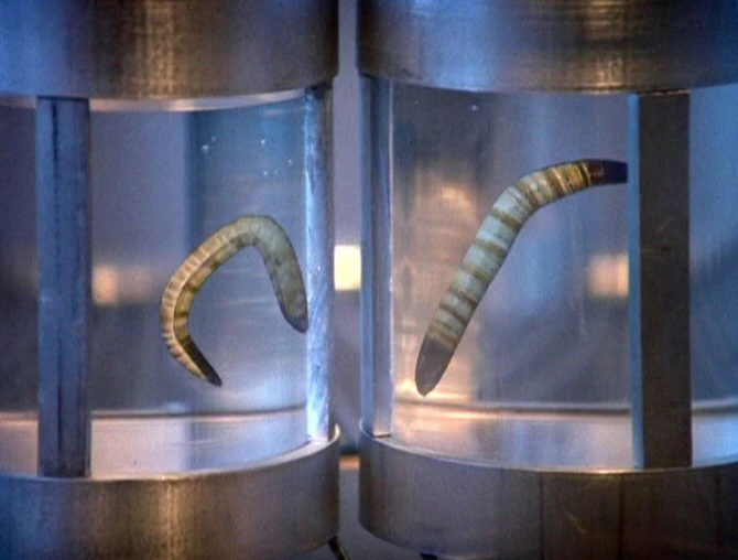 Parasitic Ice Worm Alien Species FANDOM powered by Wikia